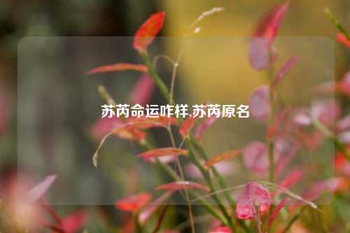 苏芮命运咋样,苏芮原名