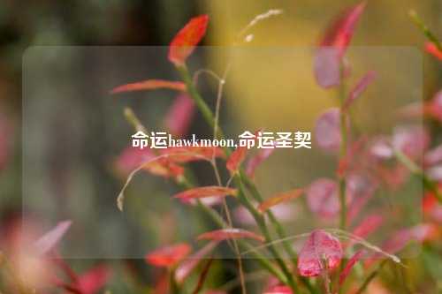 命运hawkmoon,命运圣契