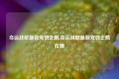 命运战歌最新宠物企鹅,命运战歌最新宠物企鹅在哪